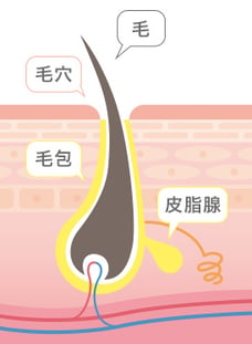 毛穴と毛の関係